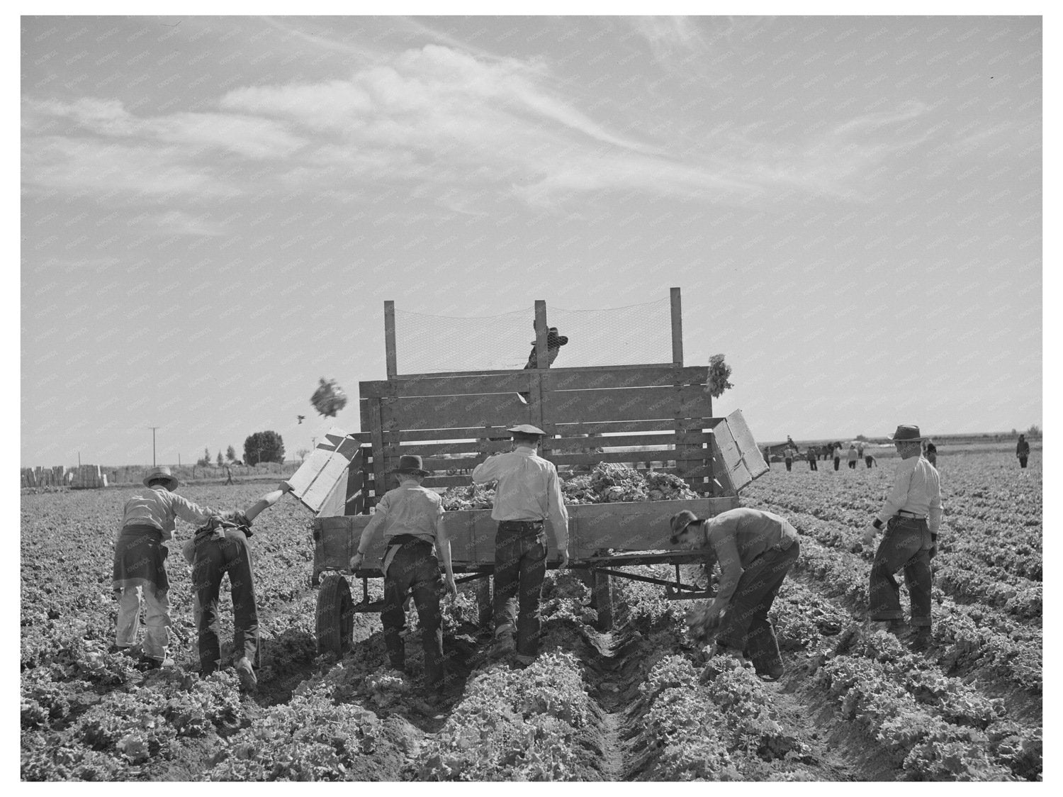 Lettuce Harvesting in Yuma County Arizona March 1942