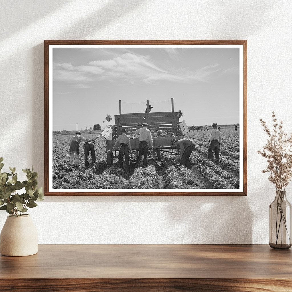 Lettuce Harvesting in Yuma County Arizona March 1942