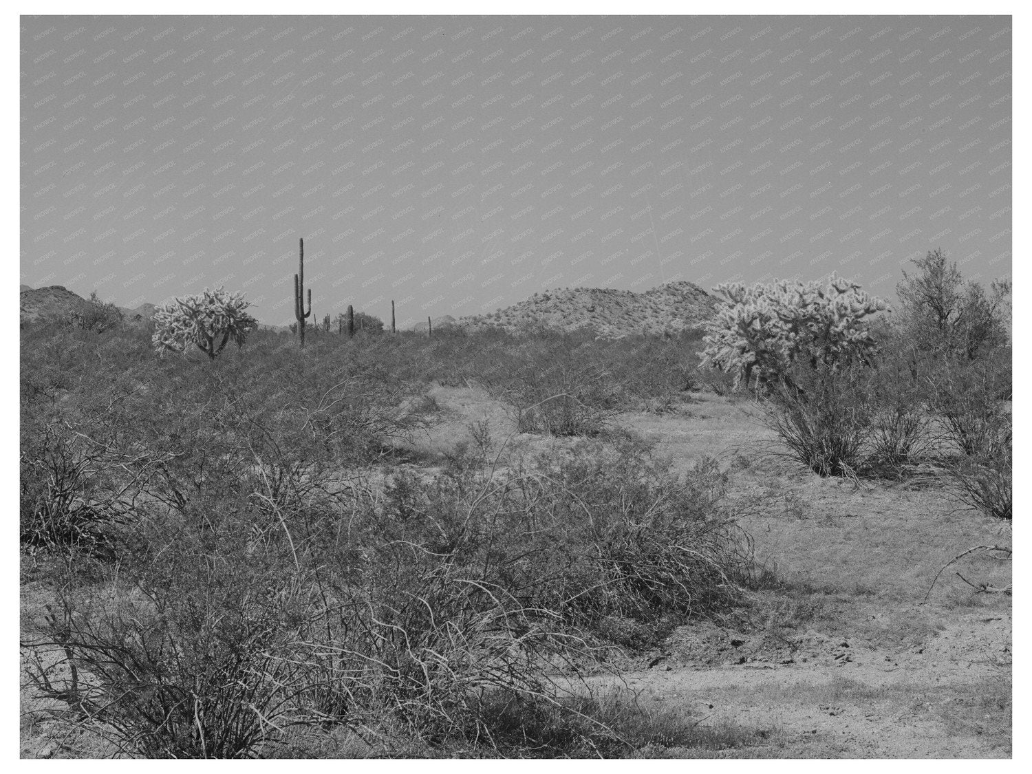 Desert Vegetation in Yuma County Arizona March 1942