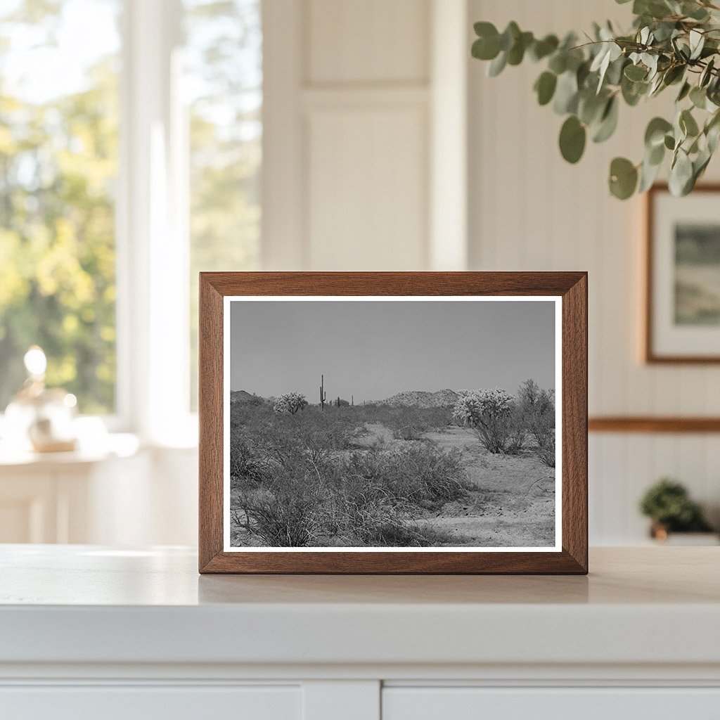 Desert Vegetation in Yuma County Arizona March 1942
