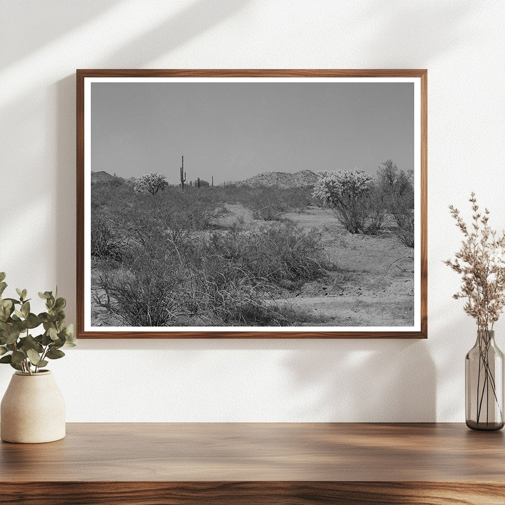 Desert Vegetation in Yuma County Arizona March 1942