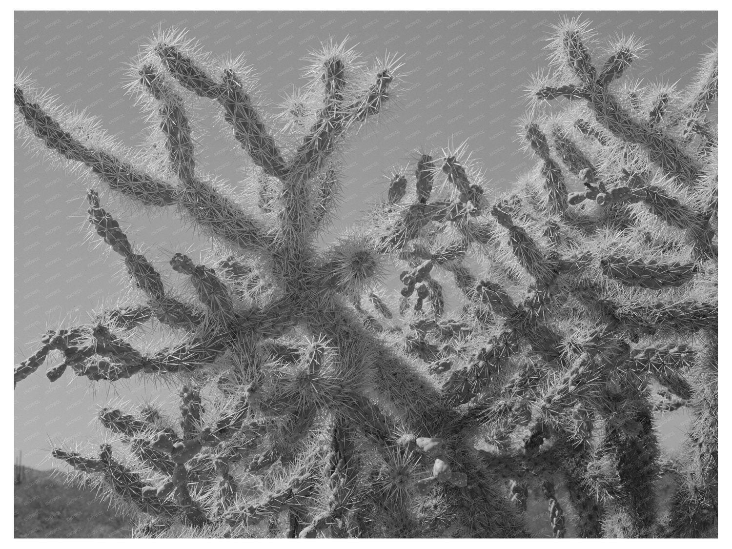 Buckhorn Cactus in Yuma County Arizona March 1942