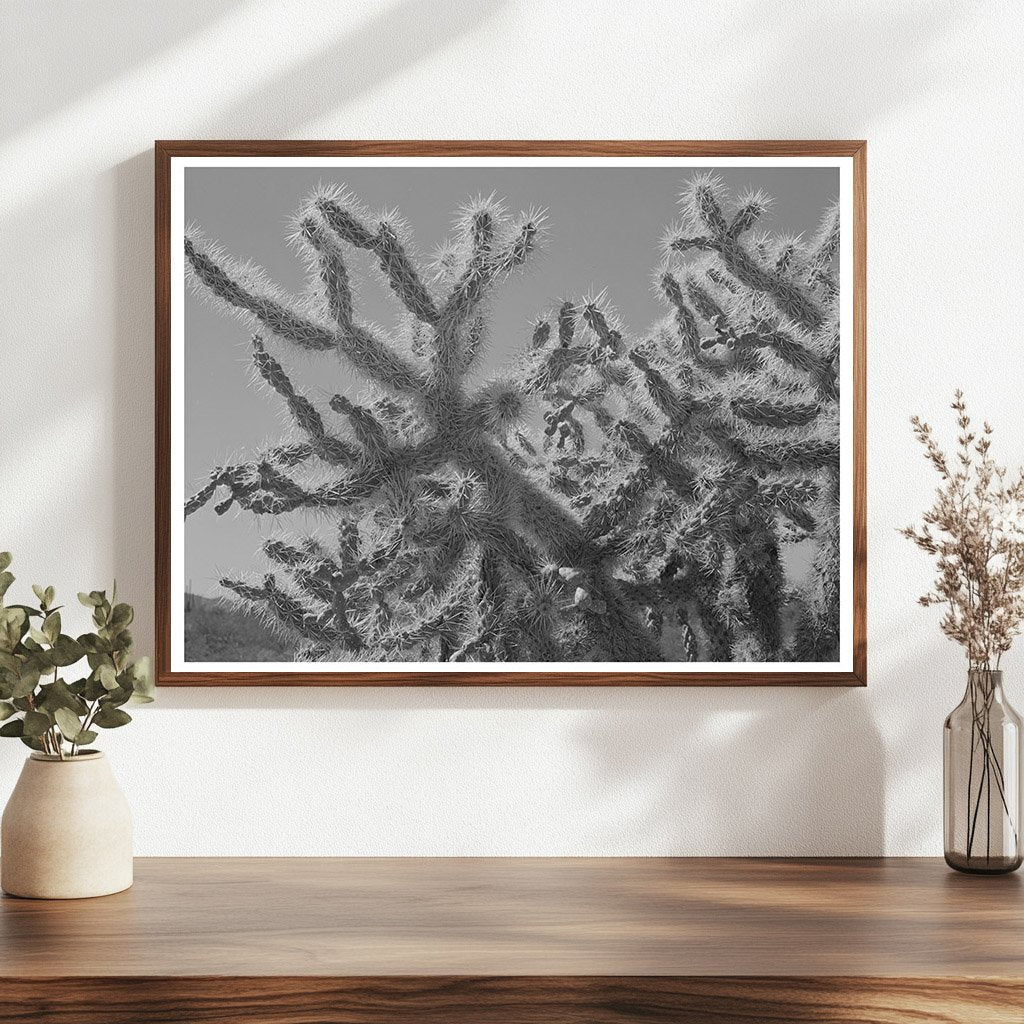 Buckhorn Cactus in Yuma County Arizona March 1942