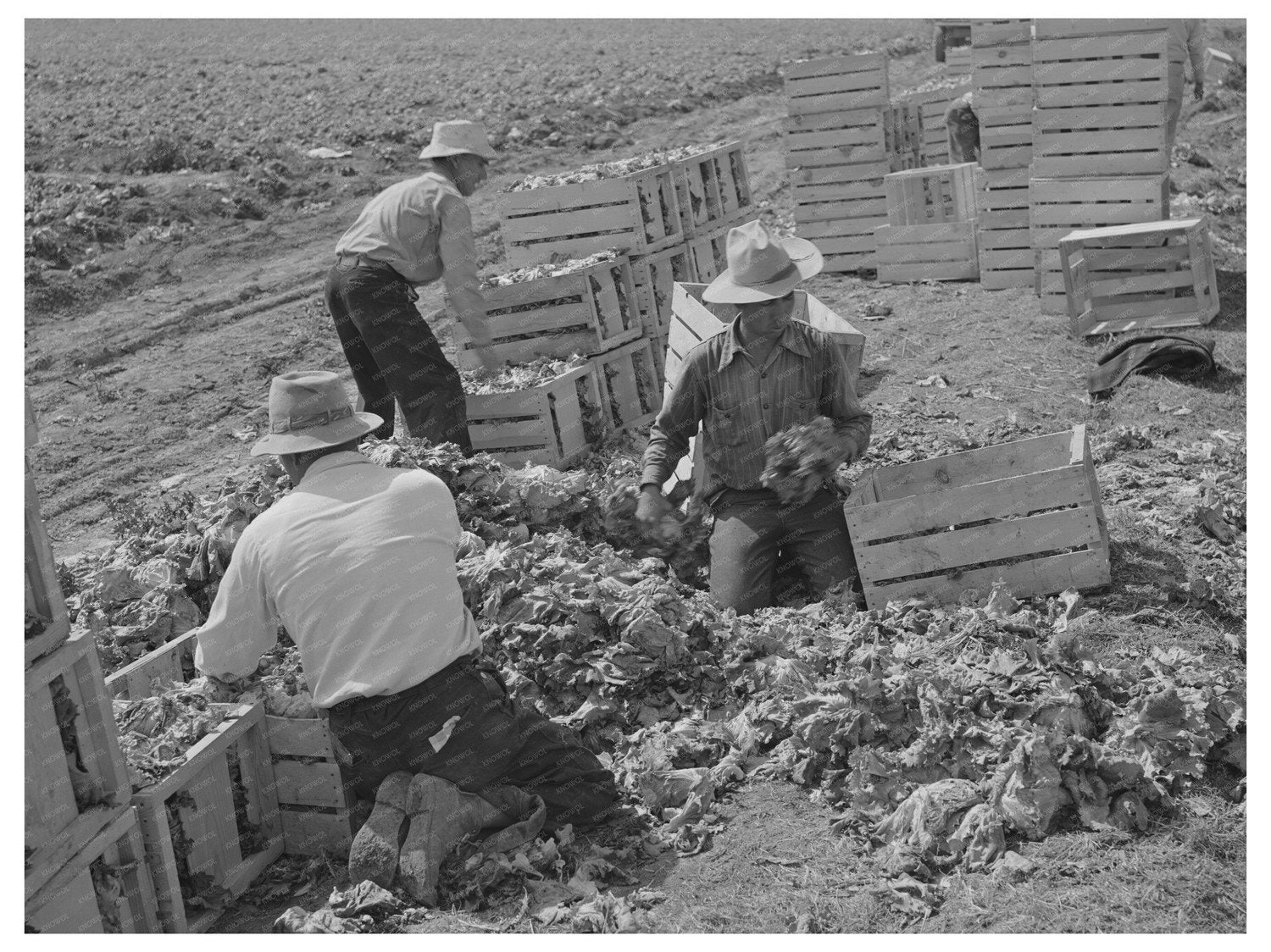 1942 Yuma County Arizona Lettuce Sorting and Packing