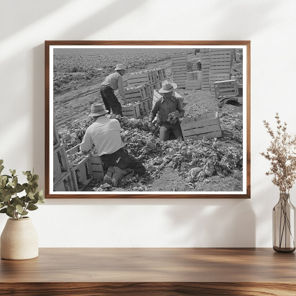 1942 Yuma County Arizona Lettuce Sorting and Packing