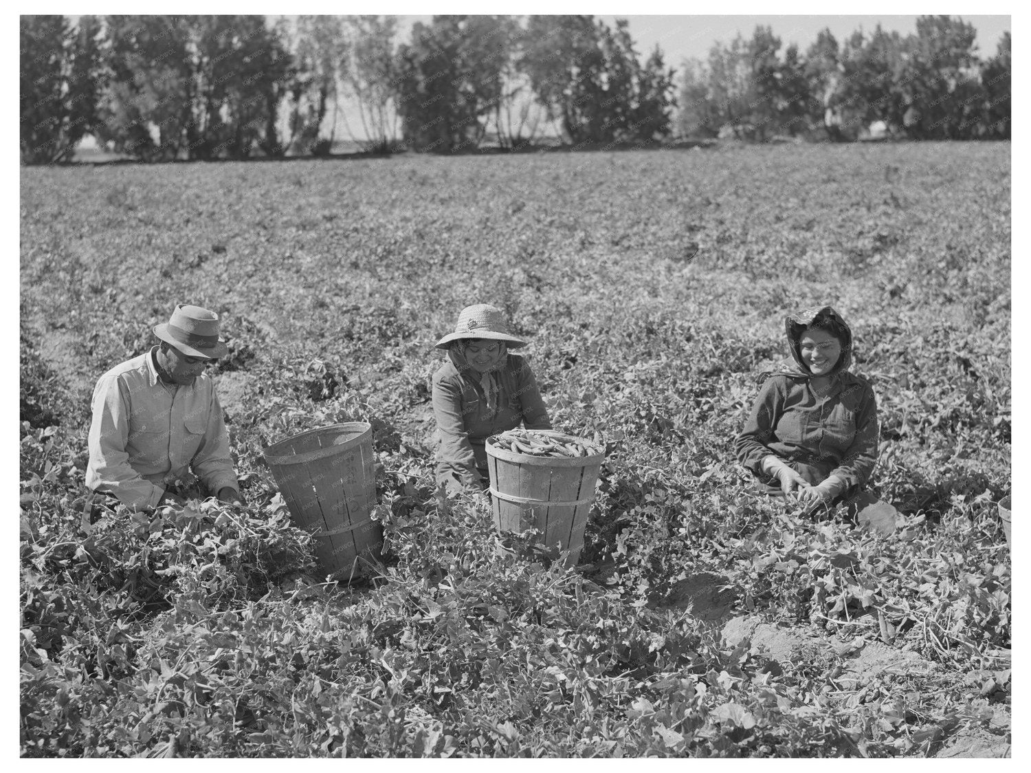 Pea Picking in Yuma County Arizona March 1942