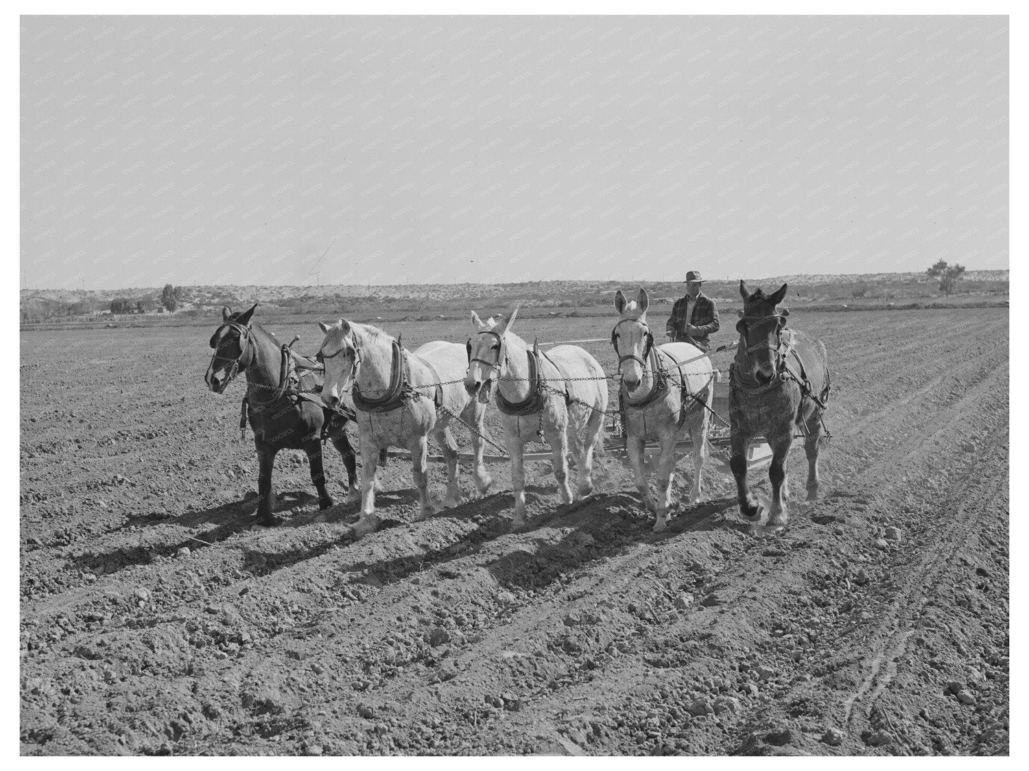 Yuma County Arizona Farming Activity March 1942