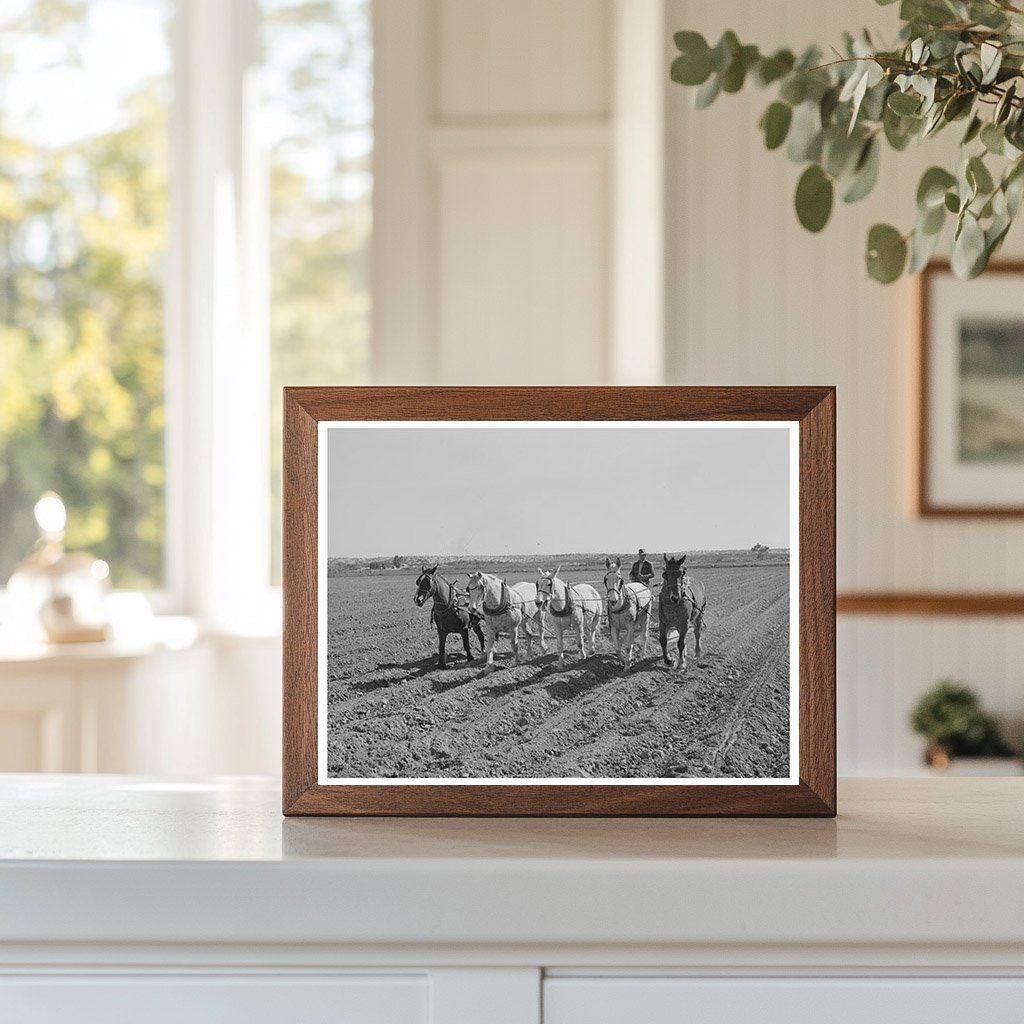 Yuma County Arizona Farming Activity March 1942