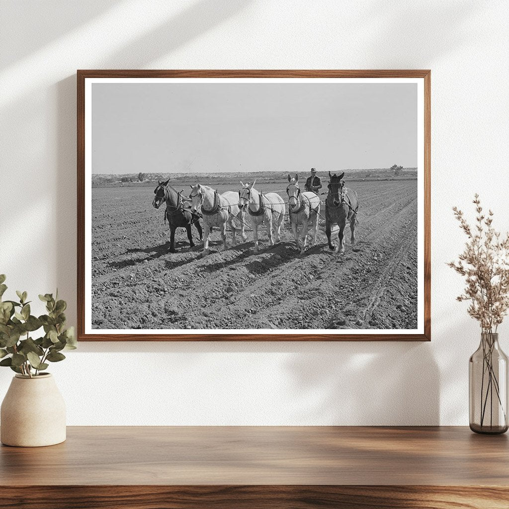 Yuma County Arizona Farming Activity March 1942