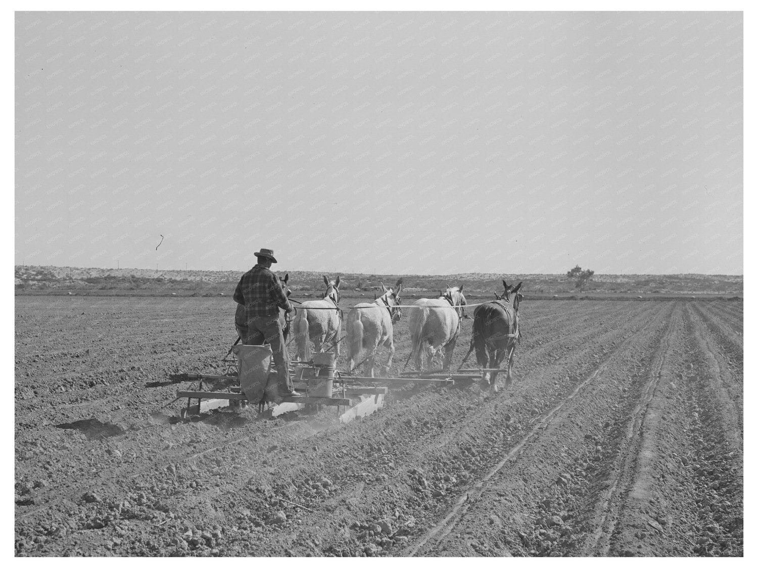 Yuma County Arizona Agricultural Activities March 1942