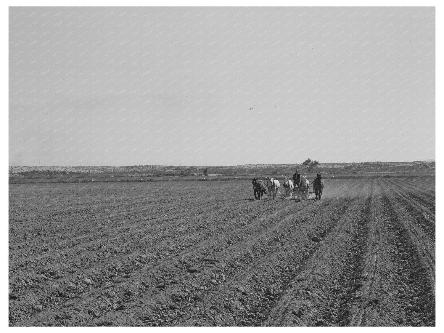 Yuma County Farmers Planting in March 1942