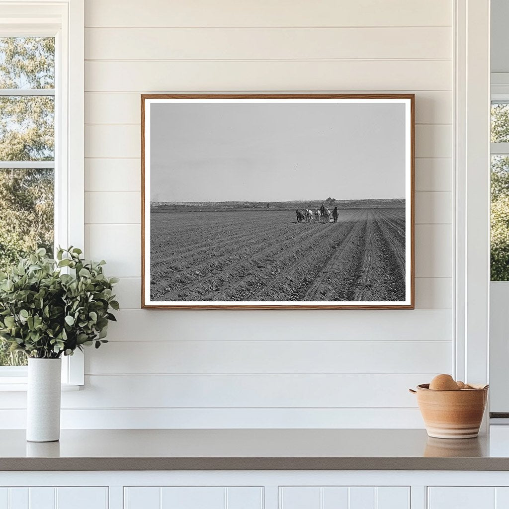 Yuma County Farmers Planting in March 1942