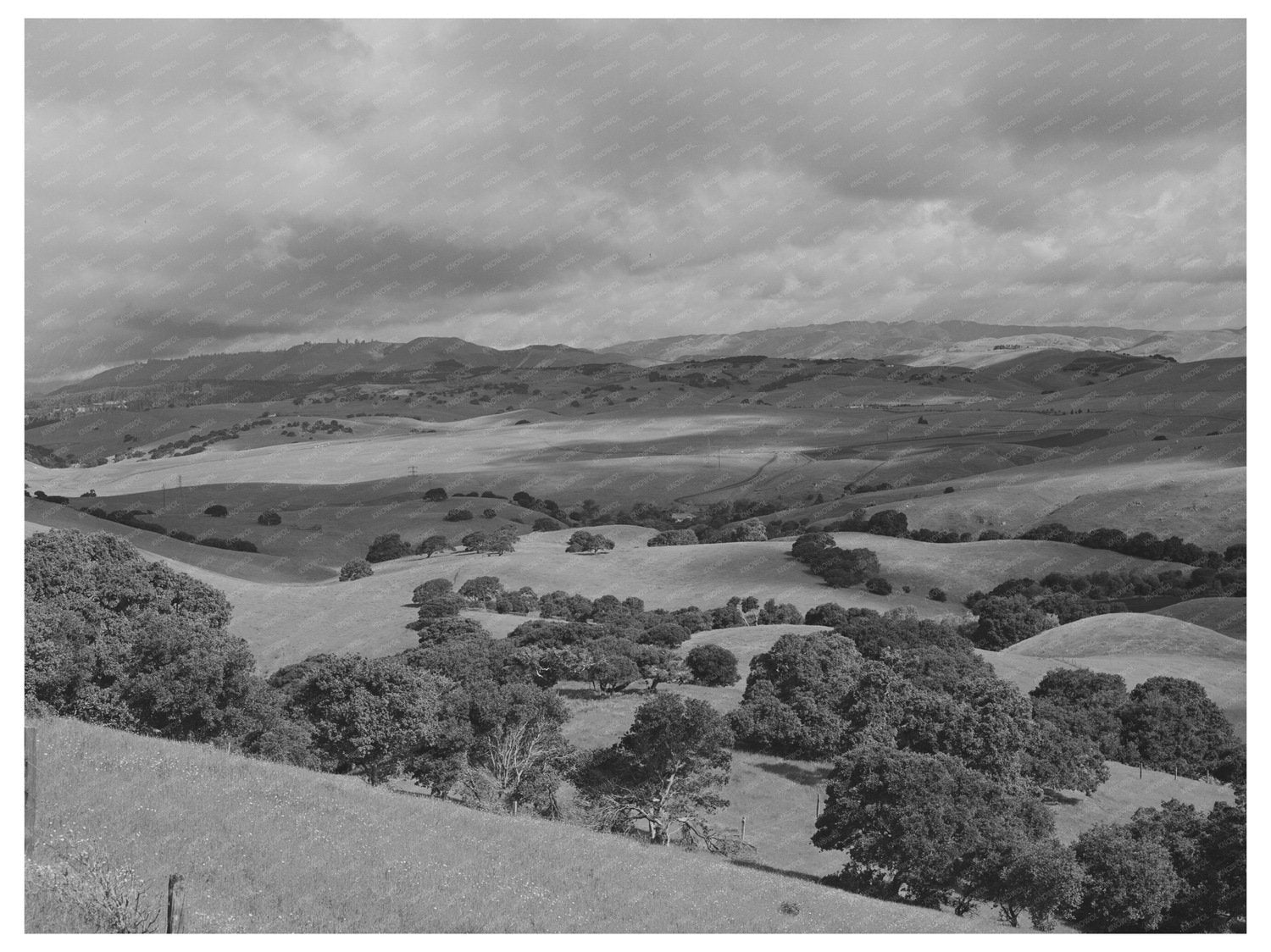 San Benito County Grazing Grounds Image May 1942