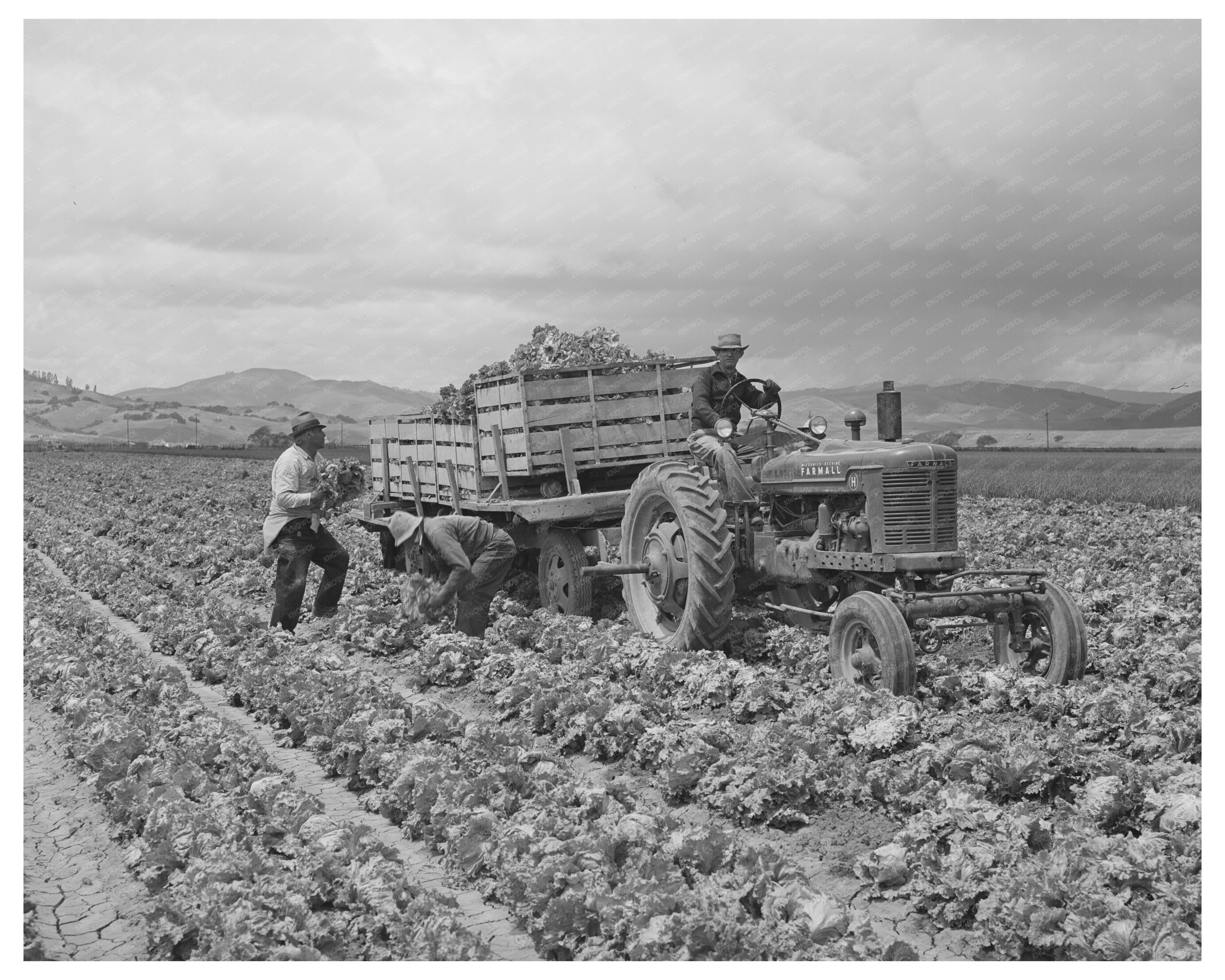 1942 Vintage Lettuce Harvesting in San Benito County California