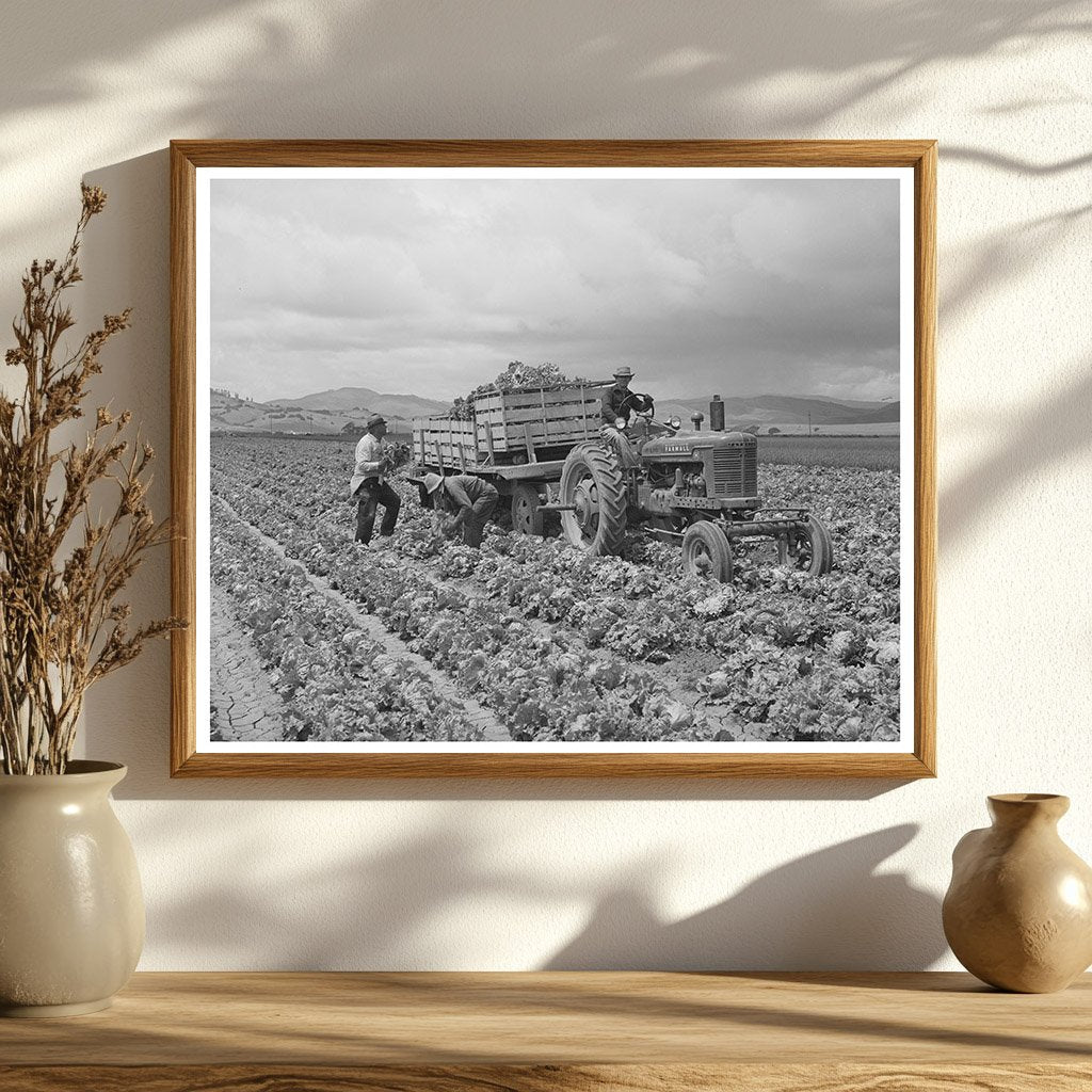 1942 Vintage Lettuce Harvesting in San Benito County California