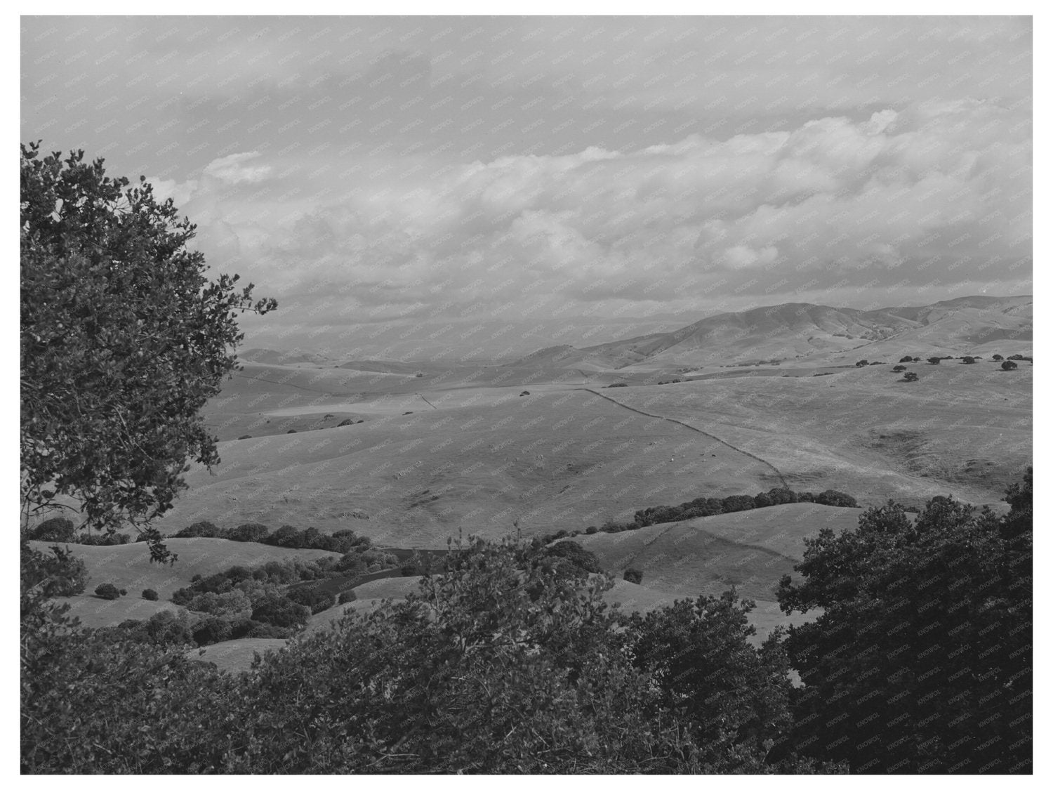 San Benito County California Cattle Sheep Grazing 1942