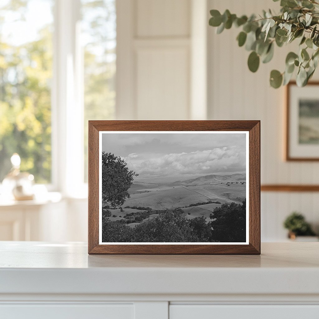 San Benito County California Cattle Sheep Grazing 1942