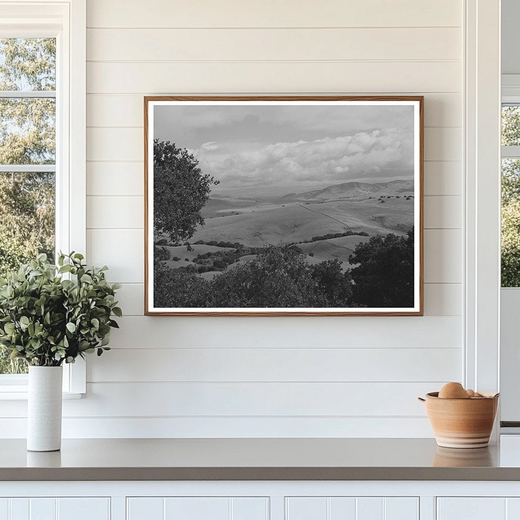 San Benito County California Cattle Sheep Grazing 1942