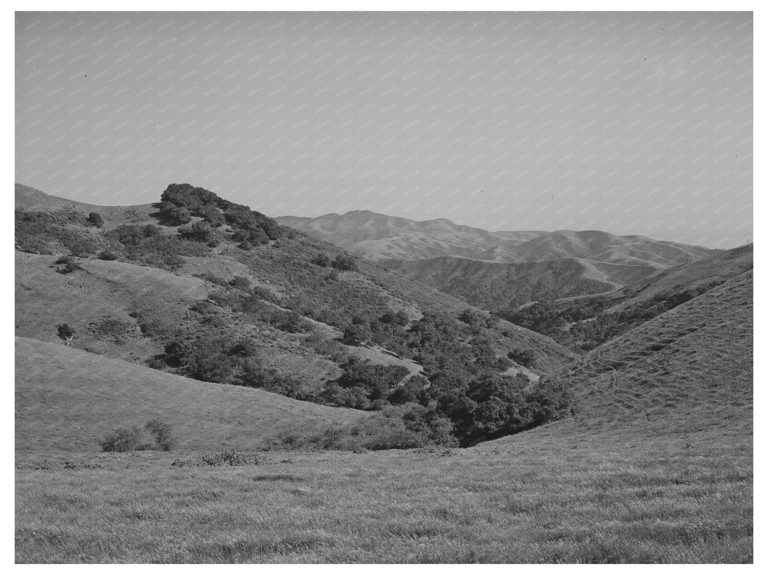 Cattle Grazing in San Benito County California May 1942