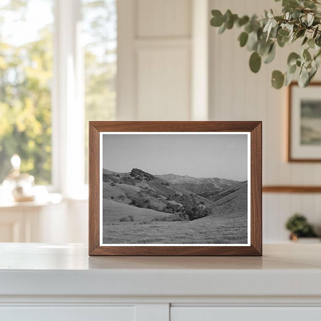 Cattle Grazing in San Benito County California May 1942
