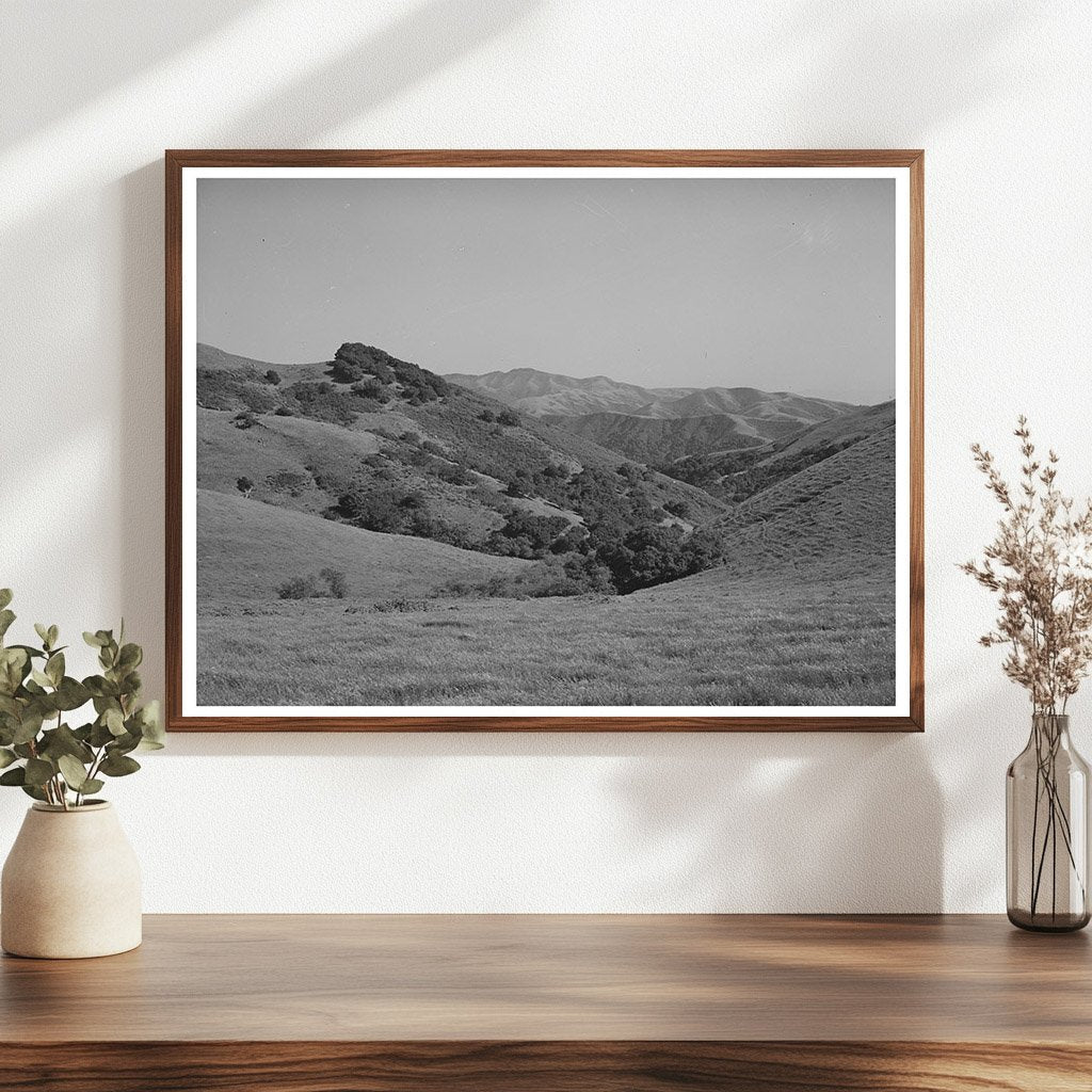 Cattle Grazing in San Benito County California May 1942