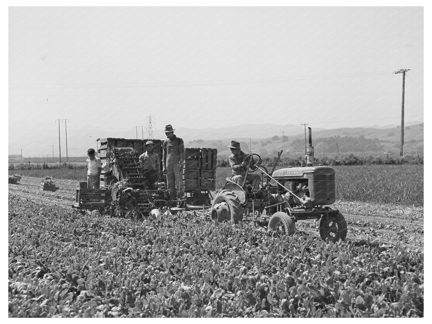 Japanese-American Workers Harvesting Spinach May 1942