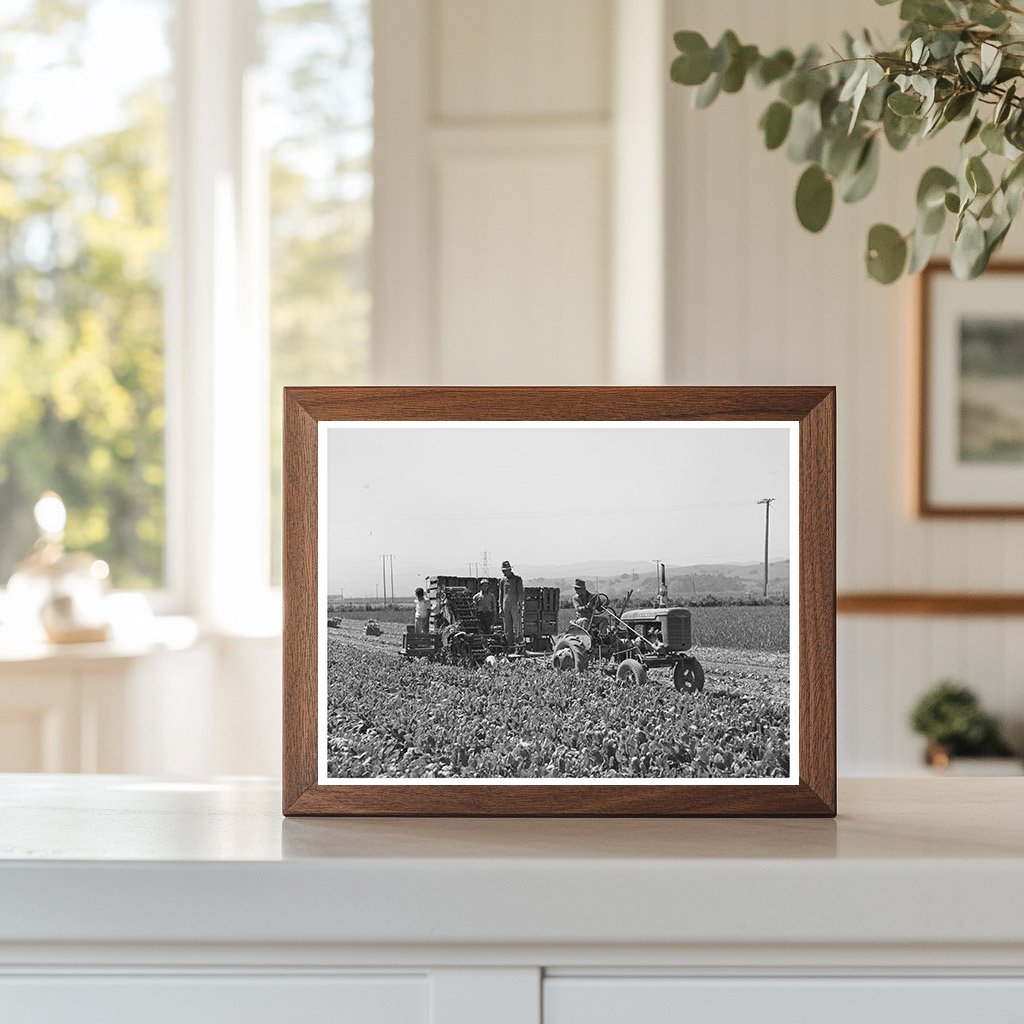 Japanese-American Workers Harvesting Spinach May 1942