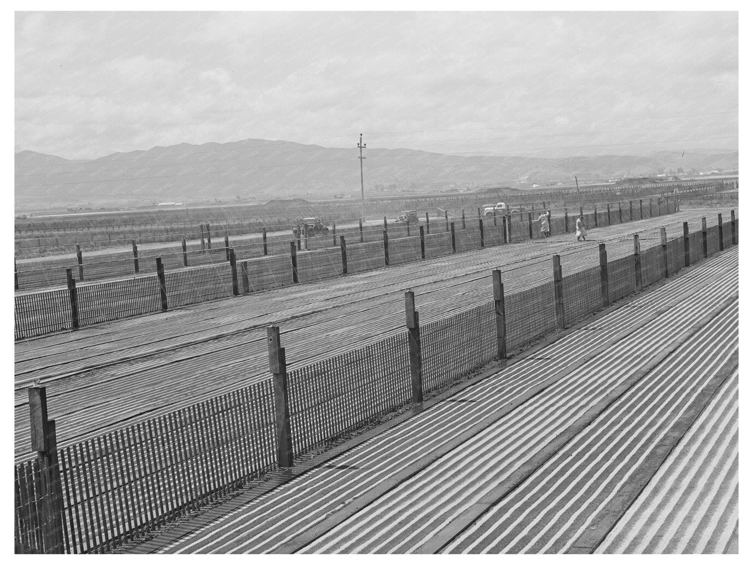 Guayule Nursery Beds in Salinas California May 1942
