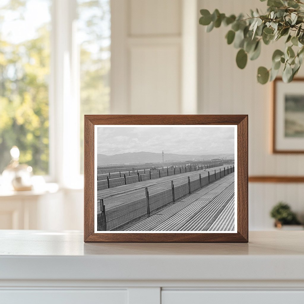 Guayule Nursery Beds in Salinas California May 1942