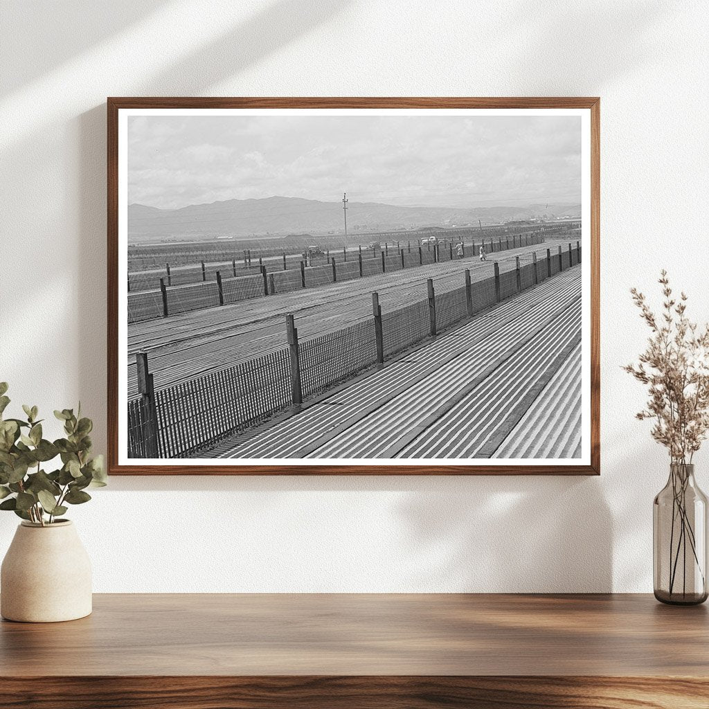 Guayule Nursery Beds in Salinas California May 1942