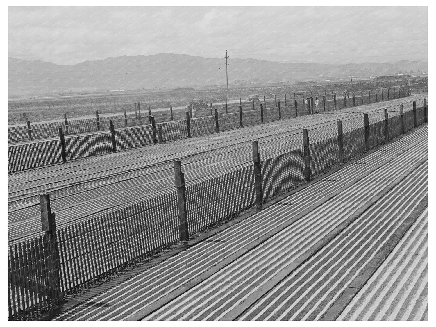 Guayule Nursery Beds Salinas California May 1942