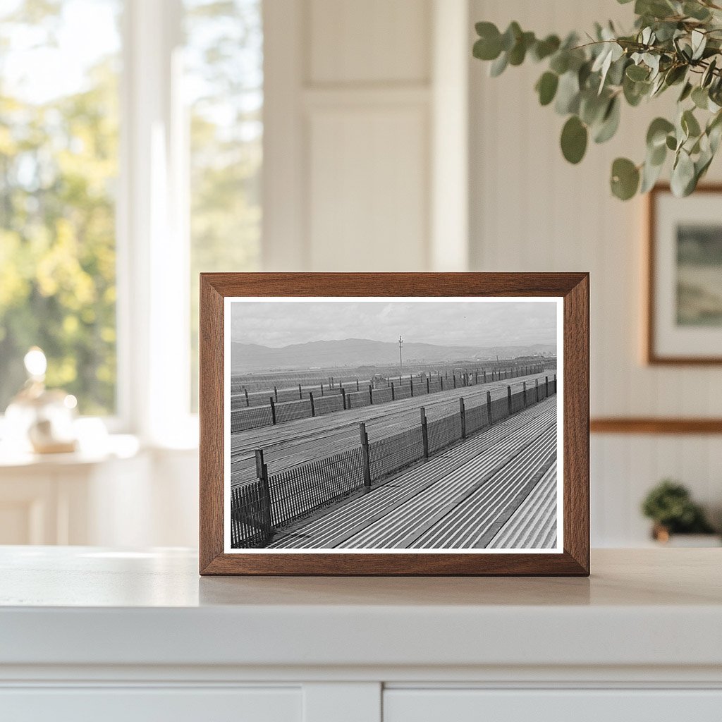 Guayule Nursery Beds Salinas California May 1942