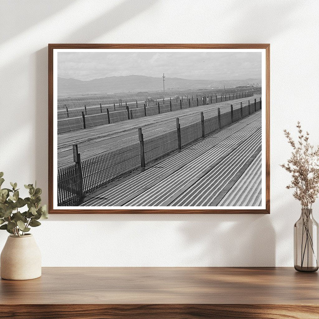 Guayule Nursery Beds Salinas California May 1942