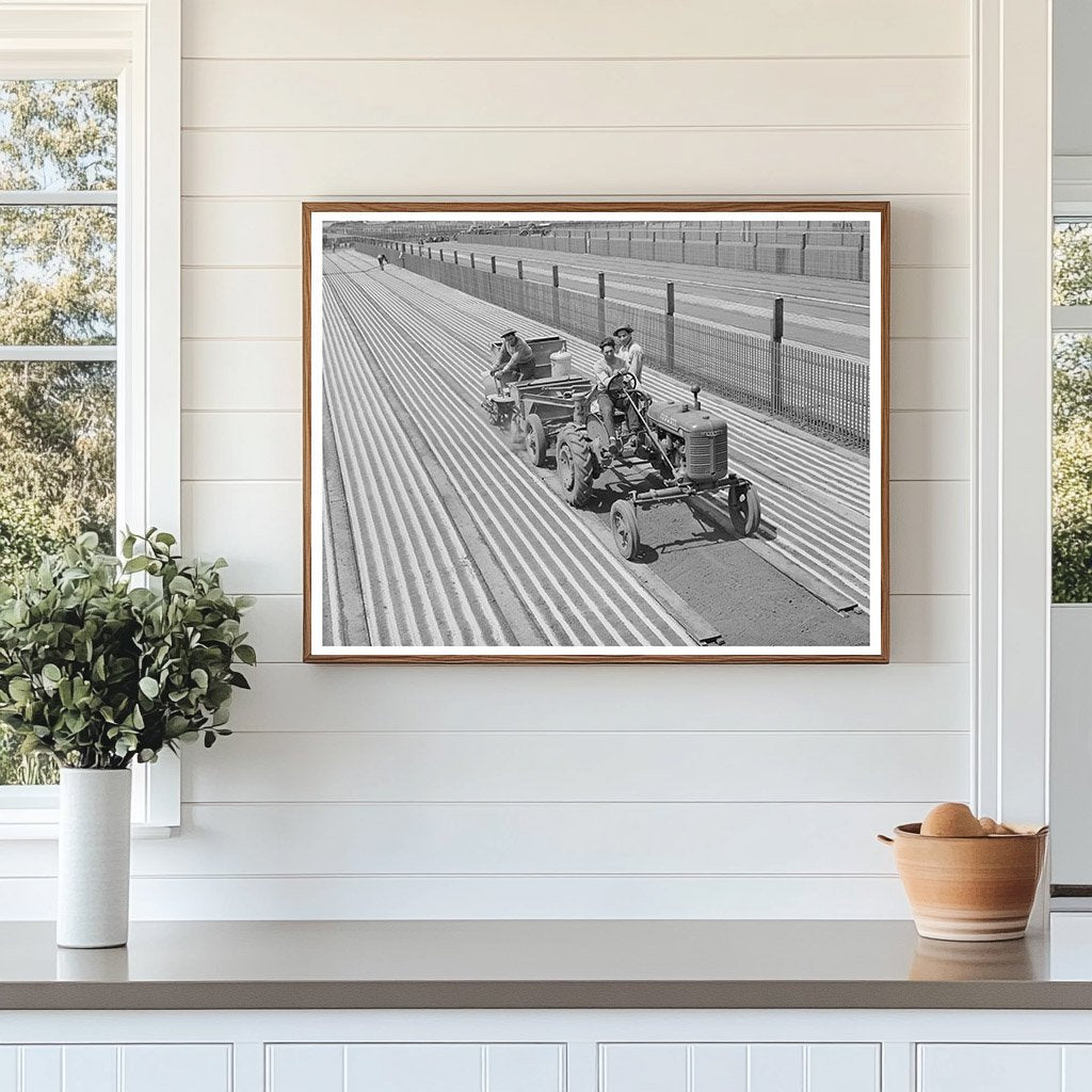 Guayule Seed Planting in Salinas California May 1942