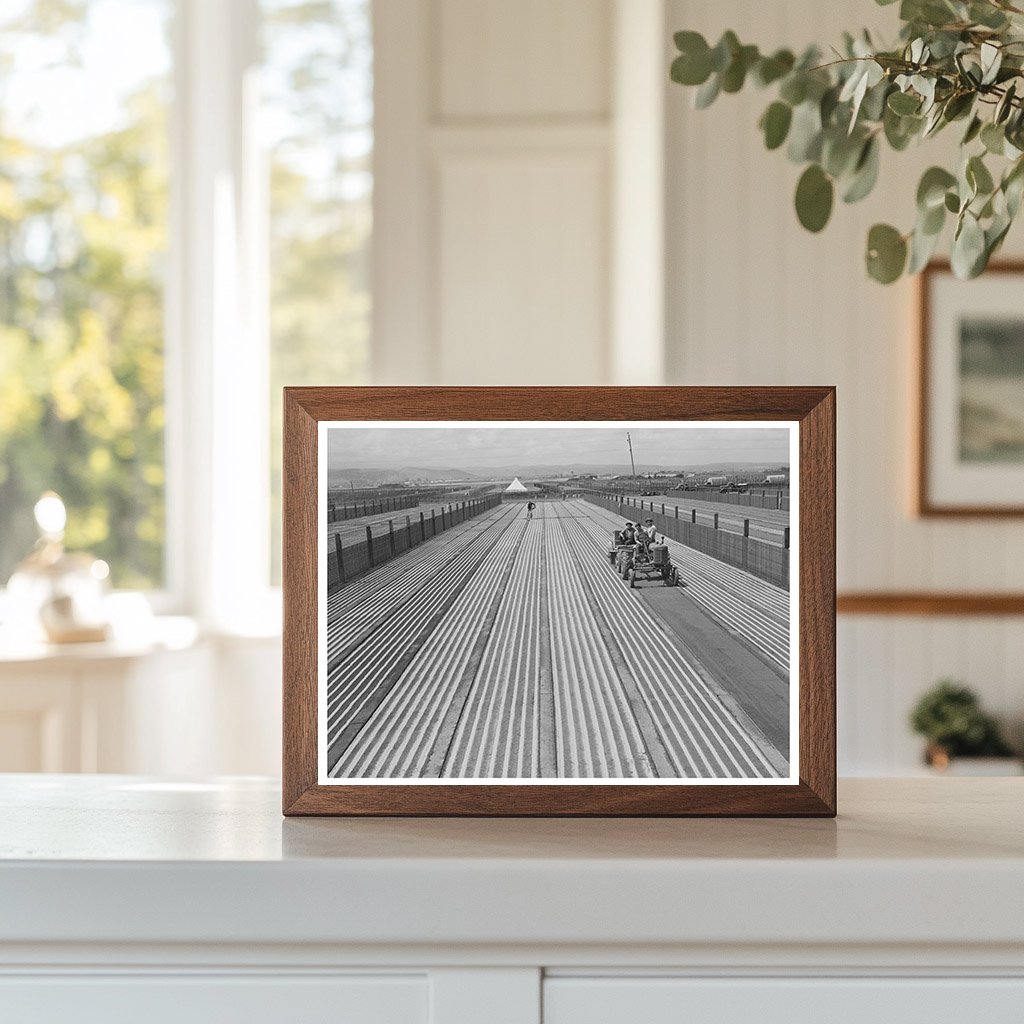 Guayule Seed Planting Process Salinas California 1942