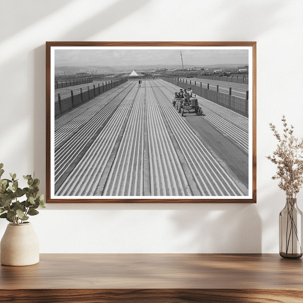 Guayule Seed Planting Process Salinas California 1942