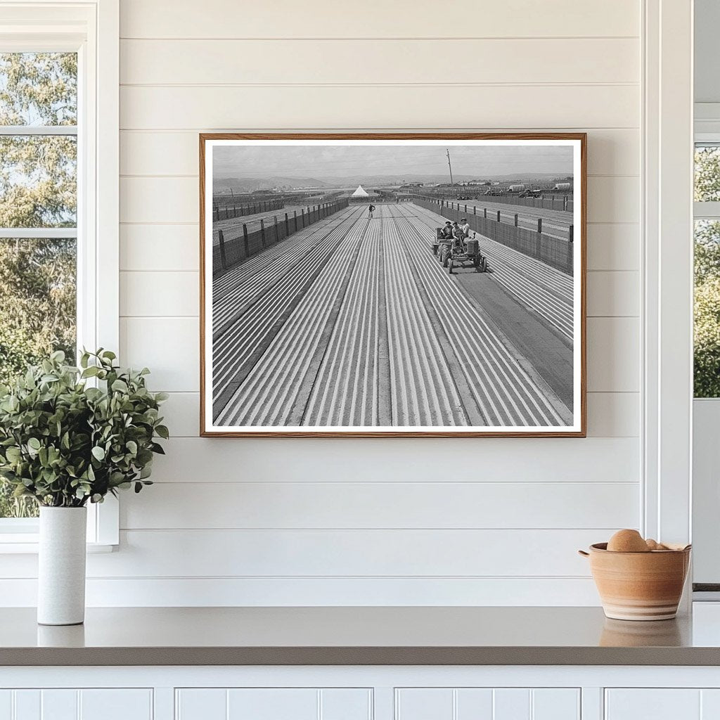 Guayule Seed Planting Process Salinas California 1942