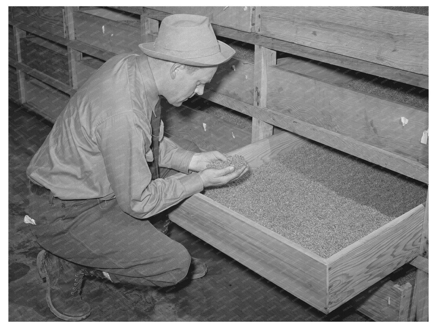 Guayule Seed Drying Process Salinas California 1942