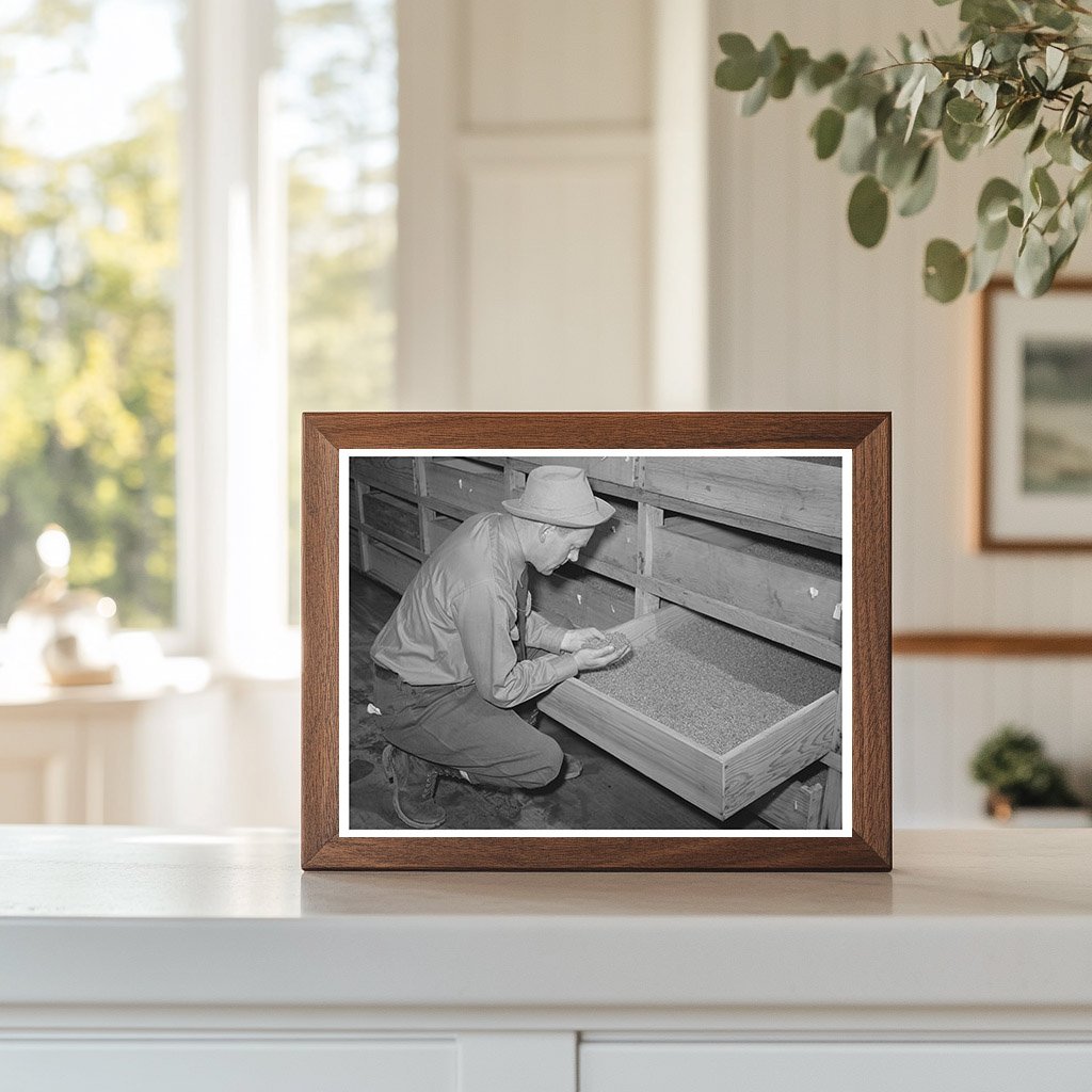 Guayule Seed Drying Process Salinas California 1942