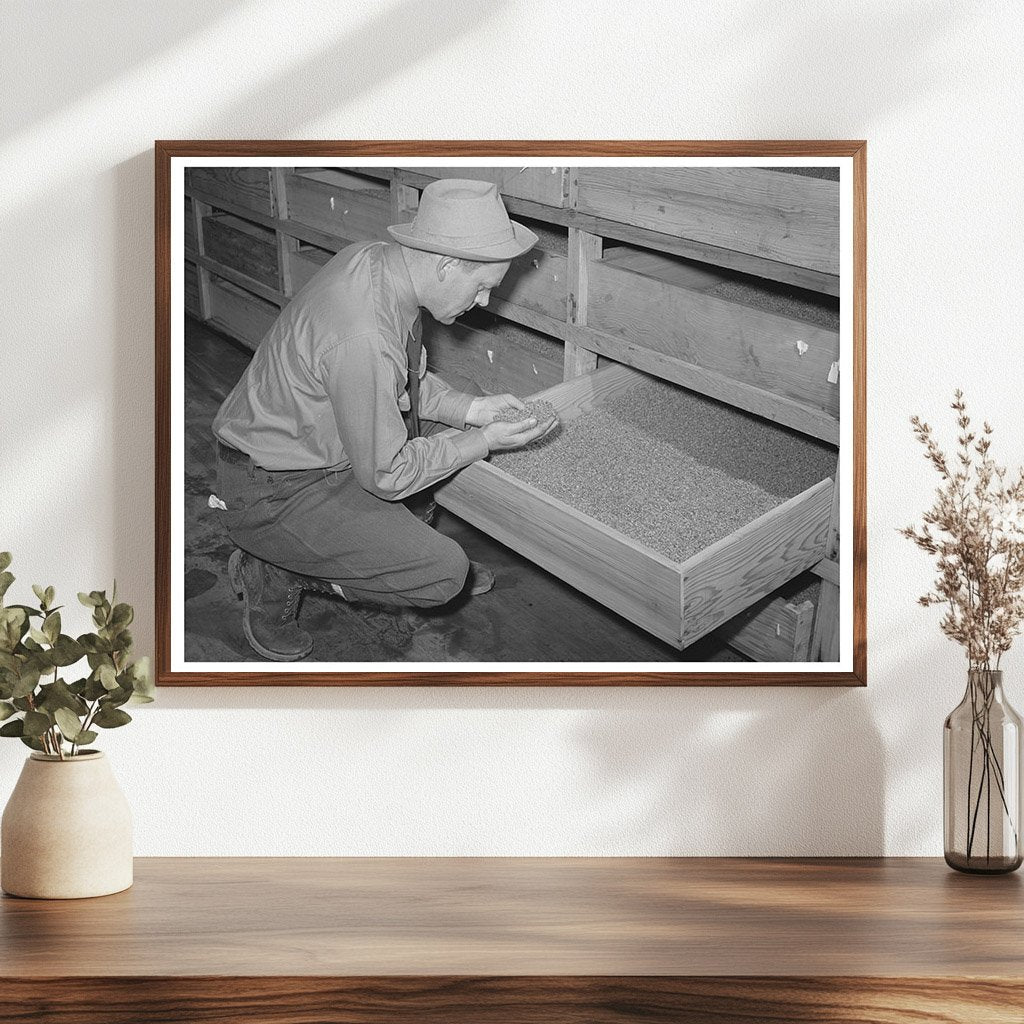 Guayule Seed Drying Process Salinas California 1942