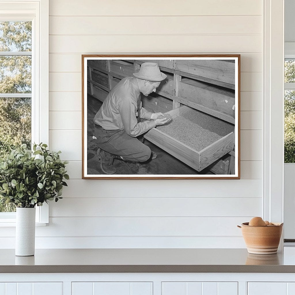 Guayule Seed Drying Process Salinas California 1942