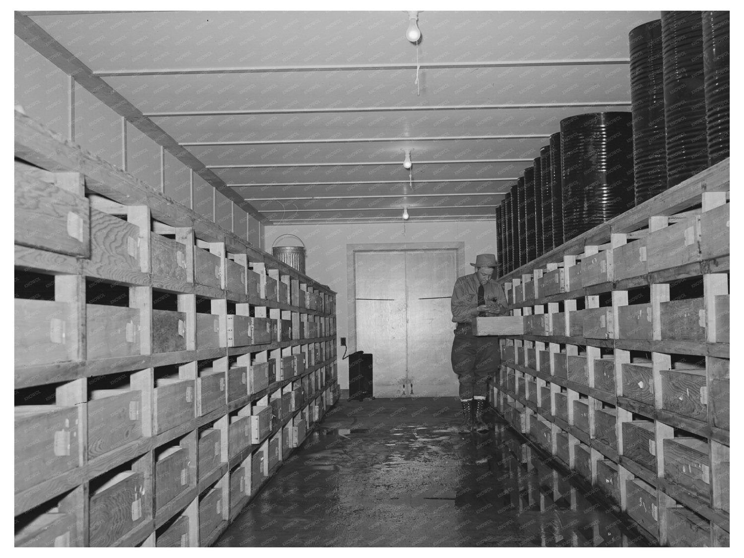 Guayule Seed Drying Room Salinas California May 1942