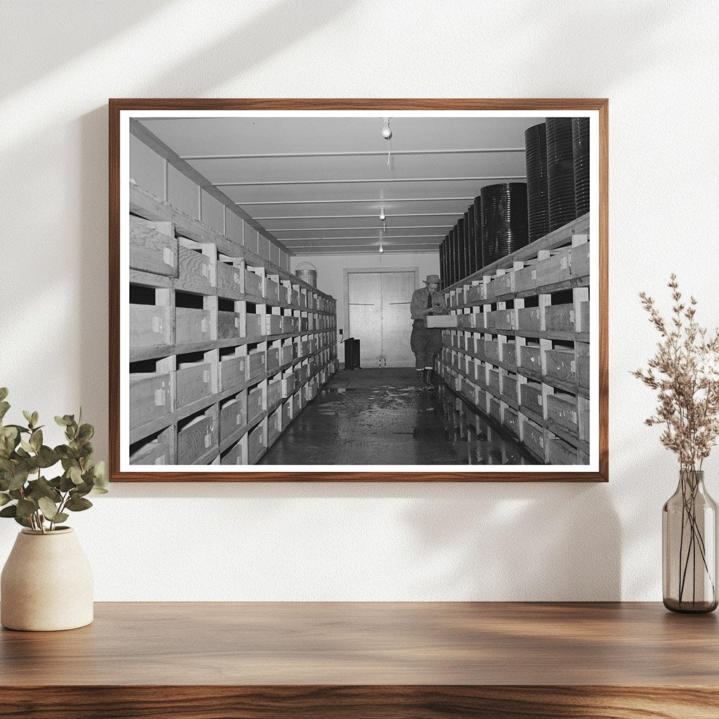 Guayule Seed Drying Room Salinas California May 1942