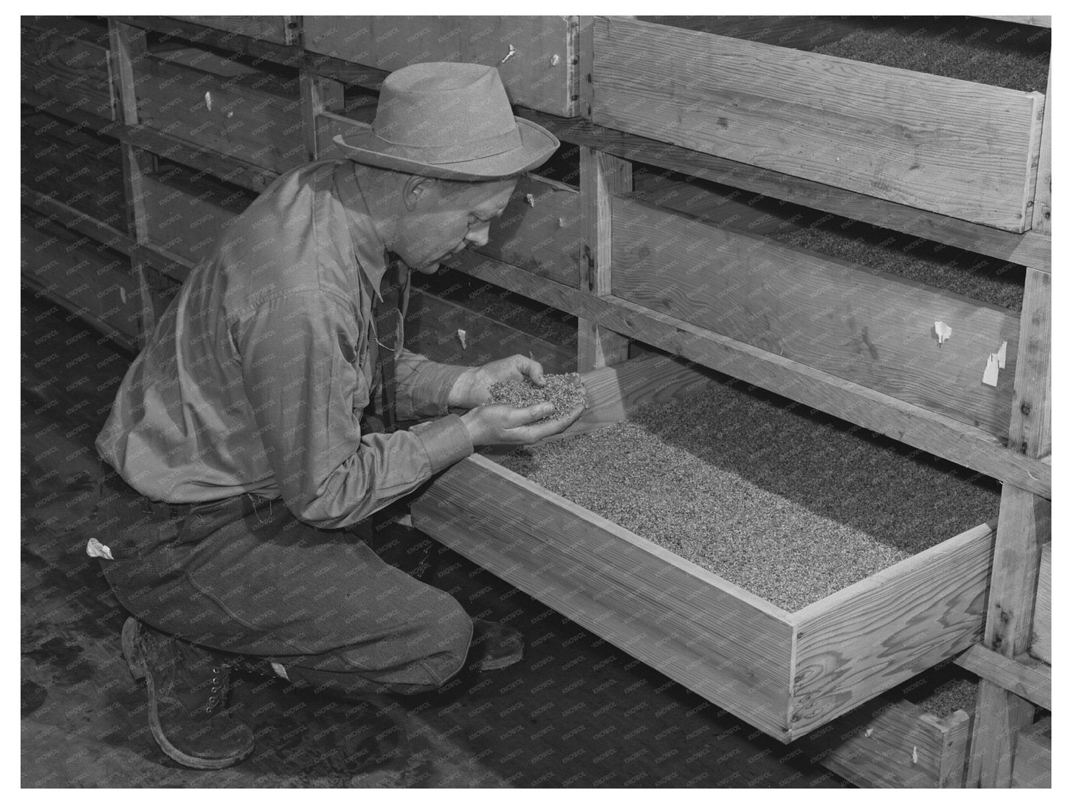 Guayule Seeds Drying Process Salinas California 1942