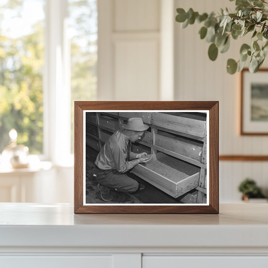 Guayule Seeds Drying Process Salinas California 1942