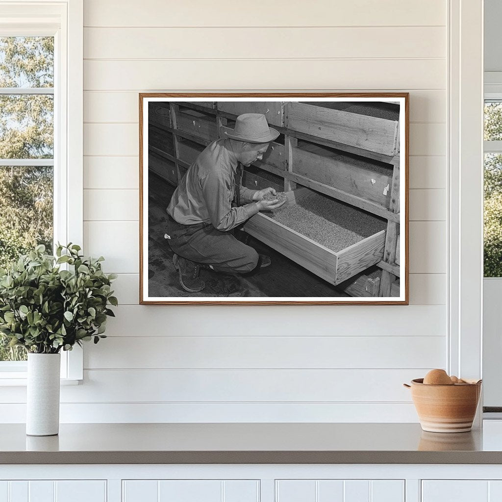 Guayule Seeds Drying Process Salinas California 1942