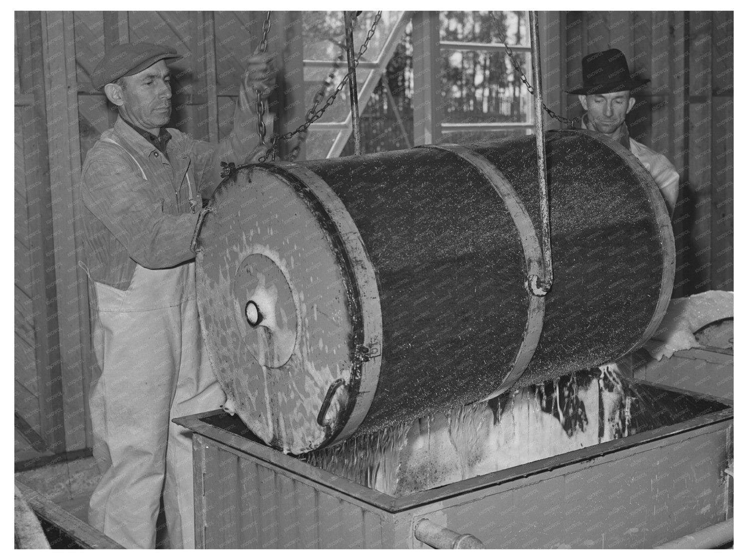 1942 Workers Harvesting Guayule Seed in Salinas California