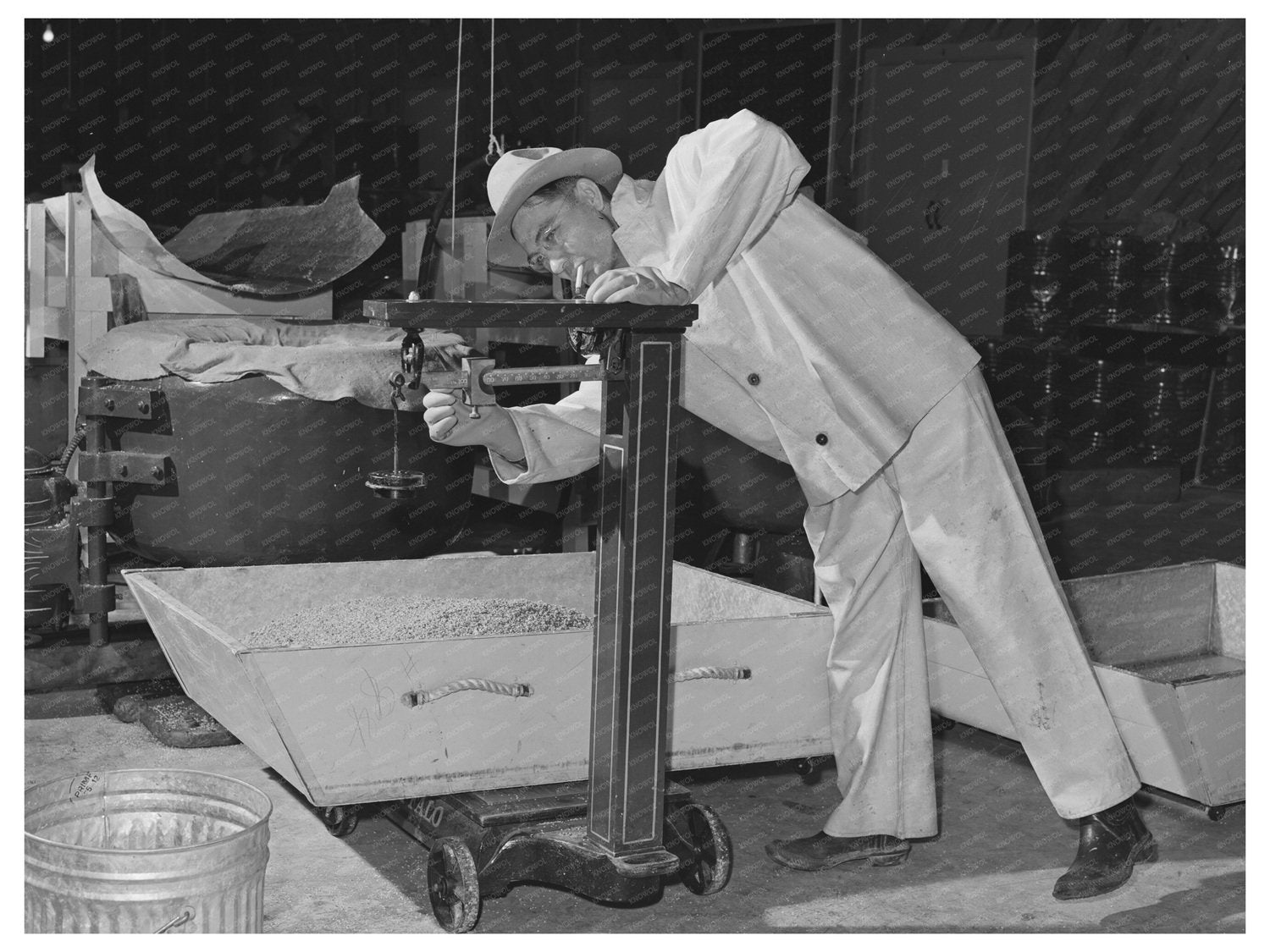1942 Weighing Treated Guayule Seed in Salinas California