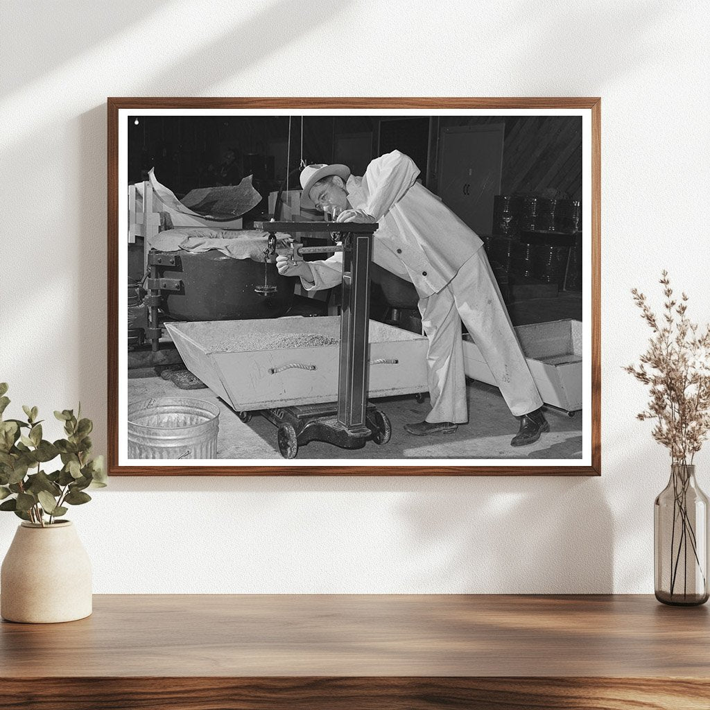 1942 Weighing Treated Guayule Seed in Salinas California