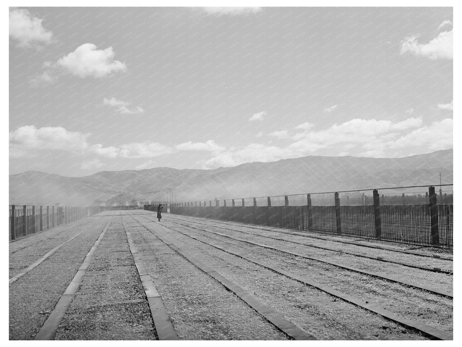 Guayule Nursery Irrigation Salinas California May 1942